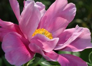 Bild einer Rosafarbenen Blüte